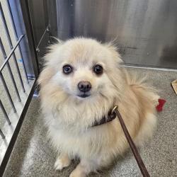 Shelter Stray Female Dog last seen Near BLOCK W BAYAUD AVE, DENVER CO 80223, 1241 W Bayaud Ave, Denver, CO 80223, USA