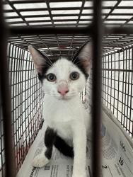 Shelter Stray Unknown Cat last seen Near BLOCK VAN BUREN ST, HOLLYWOOD FL 33020, 2400 SW 42nd St, Fort Lauderdale, FL 33312, USA