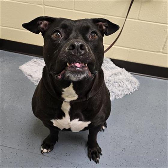 Shelter Stray Female Dog last seen Near BLOCK N MOLINE ST, AURORA CO 80010, 1241 W Bayaud Ave, Denver, CO 80223, USA