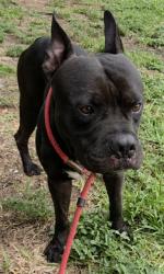 Shelter Stray Male Dog last seen Near BLOCK SW 26 ST, WEST PARK FL 33023, 2400 SW 42nd St, Fort Lauderdale, FL 33312, USA