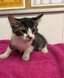 Shelter Stray Female Cat last seen , 600 Aviation Dr, Camarillo, CA 93010, USA