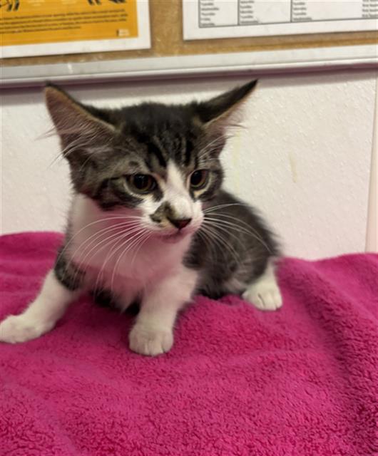 Shelter Stray Female Cat last seen , 600 Aviation Dr, Camarillo, CA 93010, USA