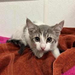 Shelter Stray Female Cat last seen , 600 Aviation Dr, Camarillo, CA 93010, USA