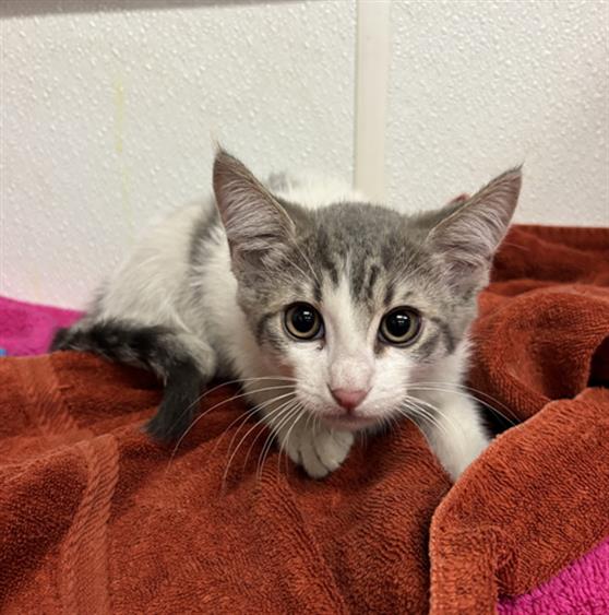 Shelter Stray Female Cat last seen , 600 Aviation Dr, Camarillo, CA 93010, USA