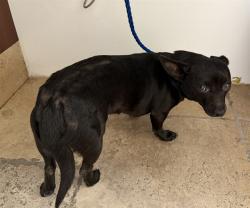Shelter Stray Female Dog last seen , 600 Aviation Dr, Camarillo, CA 93010, USA