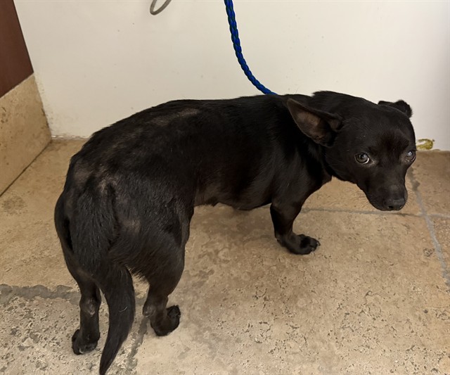 Shelter Stray Female Dog last seen , 600 Aviation Dr, Camarillo, CA 93010, USA