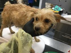 Shelter Stray Female Dog last seen Near BLOCK AVENUE 66, MECCA CA 92254, 72050 Pet Land Pl, Thousand Palms, CA 92276, USA