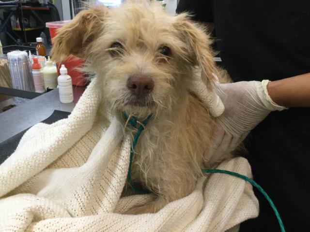Shelter Stray Female Dog last seen Near BLOCK AVENUE 66, MECCA CA 92254, 72050 Pet Land Pl, Thousand Palms, CA 92276, USA