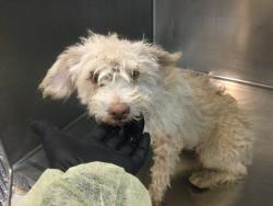 Shelter Stray Female Dog last seen Near BLOCK AVENUE 66, MECCA CA 92254, 72050 Pet Land Pl, Thousand Palms, CA 92276, USA
