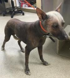 Shelter Stray Male Dog last seen Near BLOCK PALM AVE, RIVERSIDE CA, 6851 Van Buren Boulevard, Jurupa Valley, CA 92509, USA