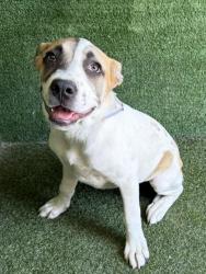 Shelter Stray Female Dog last seen , 5210 W Ave I, Lancaster, CA 93536, USA