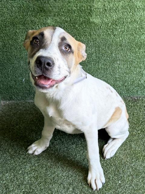 Shelter Stray Female Dog last seen , 5210 W Ave I, Lancaster, CA 93536, USA