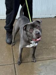 Shelter Stray Male Dog last seen Near BLOCK BETHANY LN, 3528 Newburg Rd, Louisville, KY 40218, USA