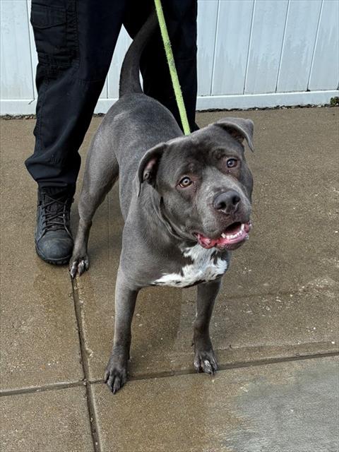 Shelter Stray Male Dog last seen Near BLOCK BETHANY LN, 3528 Newburg Rd, Louisville, KY 40218, USA
