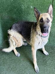 Shelter Stray Female Dog last seen , 5210 W Ave I, Lancaster, CA 93536, USA