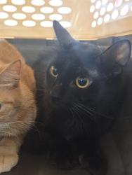 Shelter Stray Male Cat last seen Near BLOCK RUNDILL ROAD, 3528 Newburg Rd, Louisville, KY 40218, USA