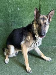 Shelter Stray Male Dog last seen , 5210 W Ave I, Lancaster, CA 93536, USA