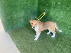 Shelter Stray Male Dog last seen , 5210 W Ave I, Lancaster, CA 93536, USA
