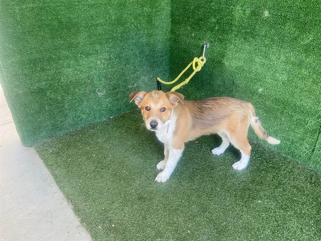 Shelter Stray Male Dog last seen , 5210 W Ave I, Lancaster, CA 93536, USA