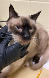 Shelter Stray Male Cat last seen CLEVELAND AVE & AMERICAN AVE, 2127 Front St, Sacramento, CA 95818, USA