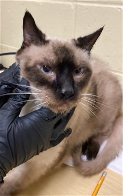 Shelter Stray Male Cat last seen CLEVELAND AVE & AMERICAN AVE, 2127 Front St, Sacramento, CA 95818, USA