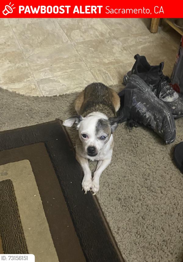 Lost Male Dog last seen Main Ave, Sacramento, CA 95838