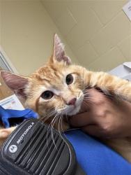 Shelter Stray Male Cat last seen STOCKTON BLVD & LAWRENCE DR, 2127 Front St, Sacramento, CA 95818, USA