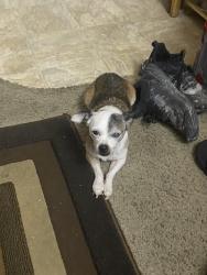 Lost Male Dog last seen Main Ave, Sacramento, CA 95838
