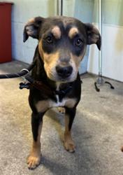 Shelter Stray Female Dog last seen Near & 99, 2127 Front St, Sacramento, CA 95818, USA