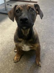 Shelter Stray Male Dog last seen GATES WAY & SHRADER CIR, 2127 Front St, Sacramento, CA 95818, USA