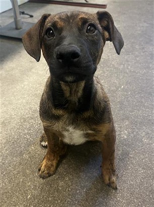 Shelter Stray Male Dog last seen GATES WAY & SHRADER CIR, 2127 Front St, Sacramento, CA 95818, USA