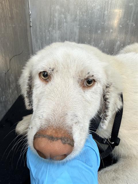 Shelter Stray Male Dog last seen Near BLOCK CROOKED TRAIL, 4710 TX-151, San Antonio, TX 78227, USA
