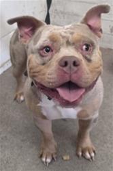 Shelter Stray Male Dog last seen N MILLARD AVE X W WINCHESTER DR, 333 Chandler Pl, San Bernardino, CA 92408, USA