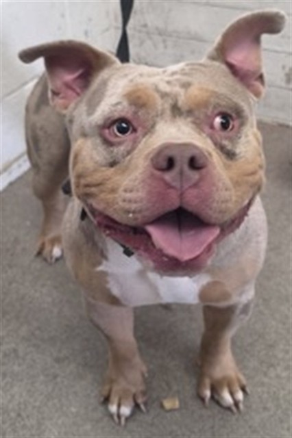 Shelter Stray Male Dog last seen N MILLARD AVE X W WINCHESTER DR, 333 Chandler Pl, San Bernardino, CA 92408, USA