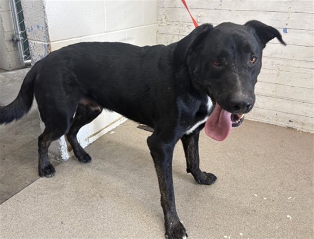 Shelter Stray Male Dog last seen E 2ND ST & N SIERRA WAY, SAN BERNARDINO, CA, 92408, USA, 333 Chandler Pl, San Bernardino, CA 92408, USA