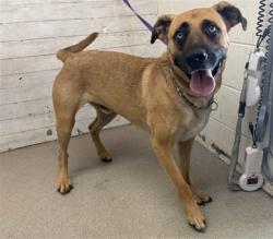 Shelter Stray Male Dog last seen E 2ND ST & N SIERRA WAY, SAN BERNARDINO, CA, 92408, USA, 333 Chandler Pl, San Bernardino, CA 92408, USA