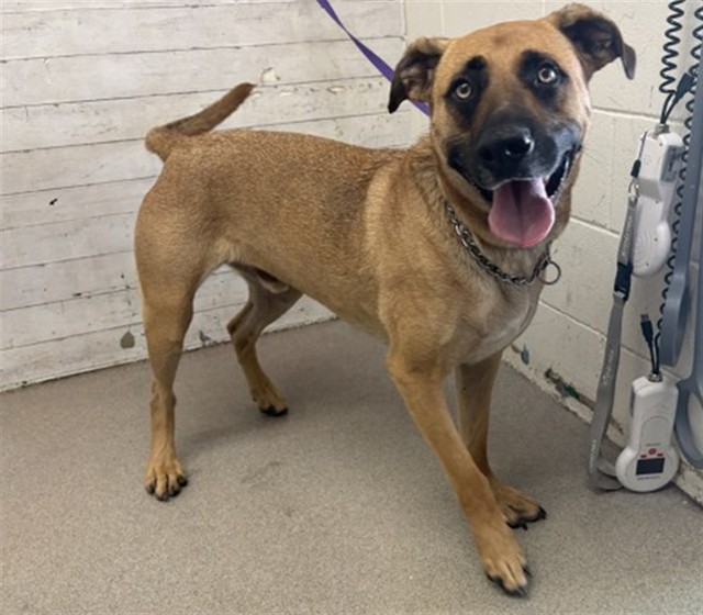 Shelter Stray Male Dog last seen E 2ND ST & N SIERRA WAY, SAN BERNARDINO, CA, 92408, USA, 333 Chandler Pl, San Bernardino, CA 92408, USA
