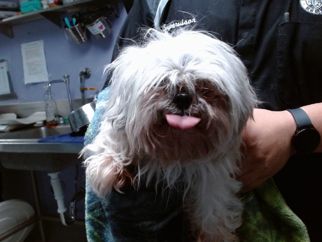 Shelter Stray Female Dog last seen GOLF COURSE / PARIDISE, 11800 Sunset Gardens Rd SW, Albuquerque, NM 87121, USA