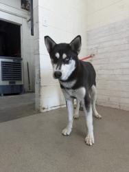 Shelter Stray Male Dog last seen Near BLOCK KENWOOD, 333 Chandler Pl, San Bernardino, CA 92408, USA