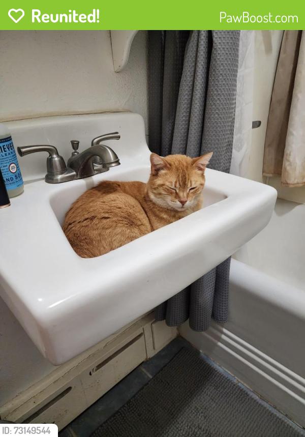 Reunited Female Cat last seen SW Hanford & 37th SW, Seattle, WA 98126