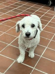 Shelter Stray Male Dog last seen , 29525 Agoura Rd, Agoura Hills, CA 91301, USA