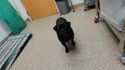 Shelter Stray Female Dog last seen Near BLOCK GUN CLUB RD SW, ALBUQUERQUE NM 87121, 3001 2nd St SW, Albuquerque, NM 87105, USA