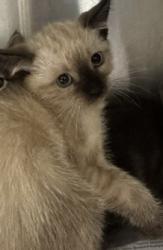 Shelter Stray Male Cat last seen , 14409 Vanowen St, Van Nuys, CA 91405, USA