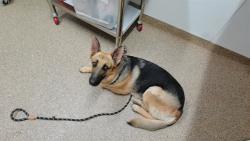 Shelter Stray Female Dog last seen Near BLOCK GUN CLUB RD SW, ALBUQUERQUE NM 87121, 3001 2nd St SW, Albuquerque, NM 87105, USA