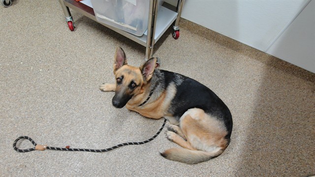 Shelter Stray Female Dog last seen Near BLOCK GUN CLUB RD SW, ALBUQUERQUE NM 87121, 3001 2nd St SW, Albuquerque, NM 87105, USA