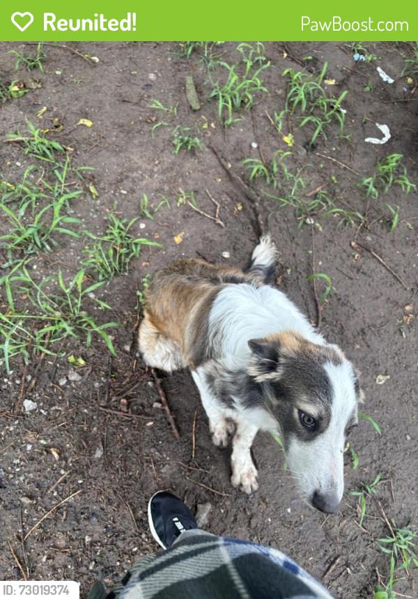 Reunited Male Dog last seen W 33rd St by the Ortiz elementary school, Wichita, KS 67204