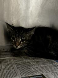 Shelter Stray Male Cat last seen , 14409 Vanowen St, Van Nuys, CA 91405, USA