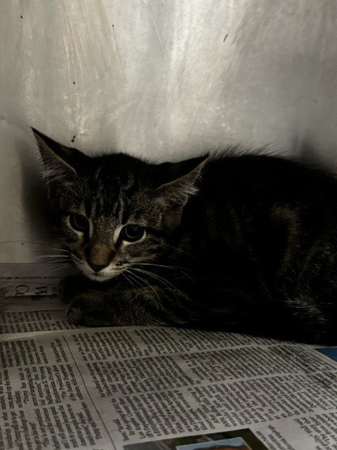 Shelter Stray Male Cat last seen , 14409 Vanowen St, Van Nuys, CA 91405, USA