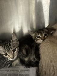 Shelter Stray Male Cat last seen , 14409 Vanowen St, Van Nuys, CA 91405, USA