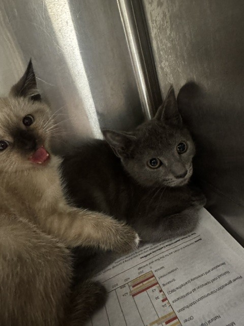 Shelter Stray Female Cat last seen , 14409 Vanowen St, Van Nuys, CA 91405, USA